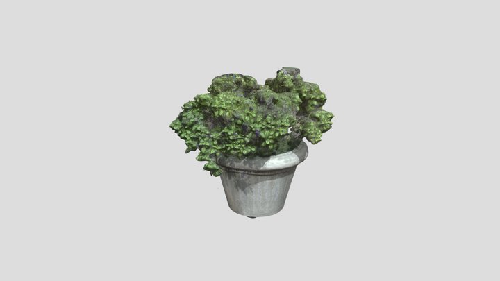 Decorative Plant Scan 3D Model