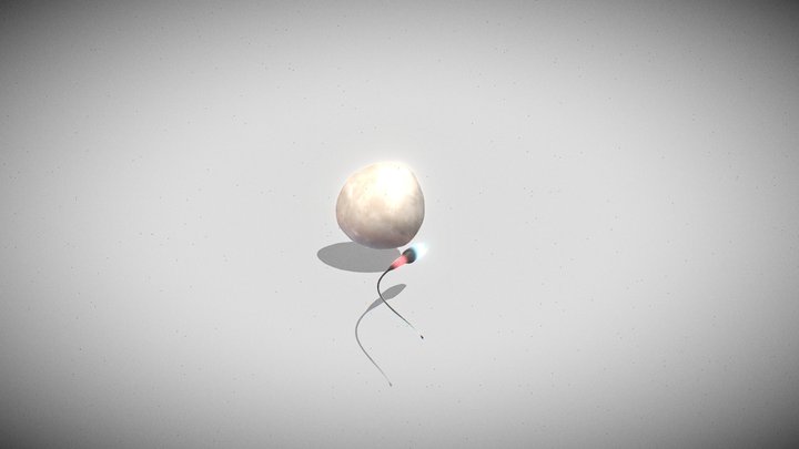 Sperm and Egg 3D Model