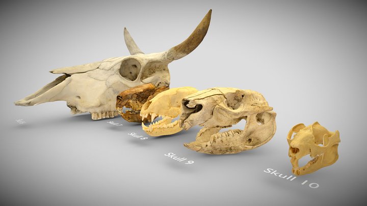 Skull Parade Set 2 3D Model