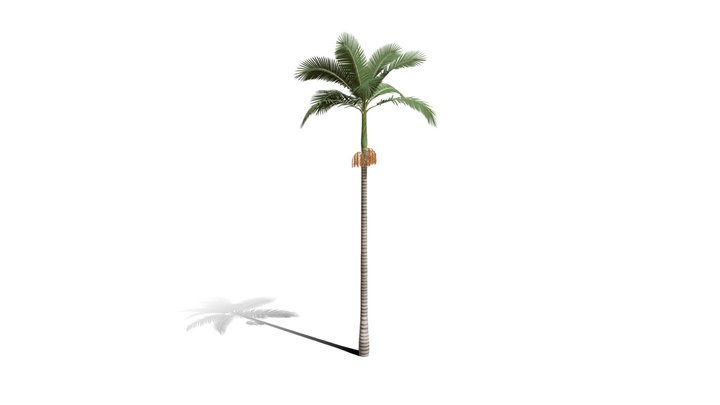 Realistic HD Alexander palm (5/30) 3D Model