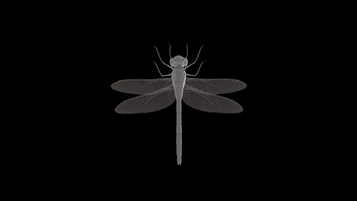 Dragon Fly 3D Model