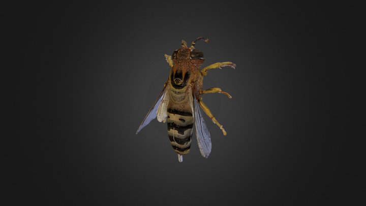 Sand Wasp 3D Model