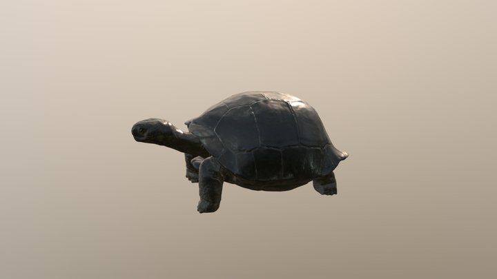 Galapagos-giant-tortoise 3D Model