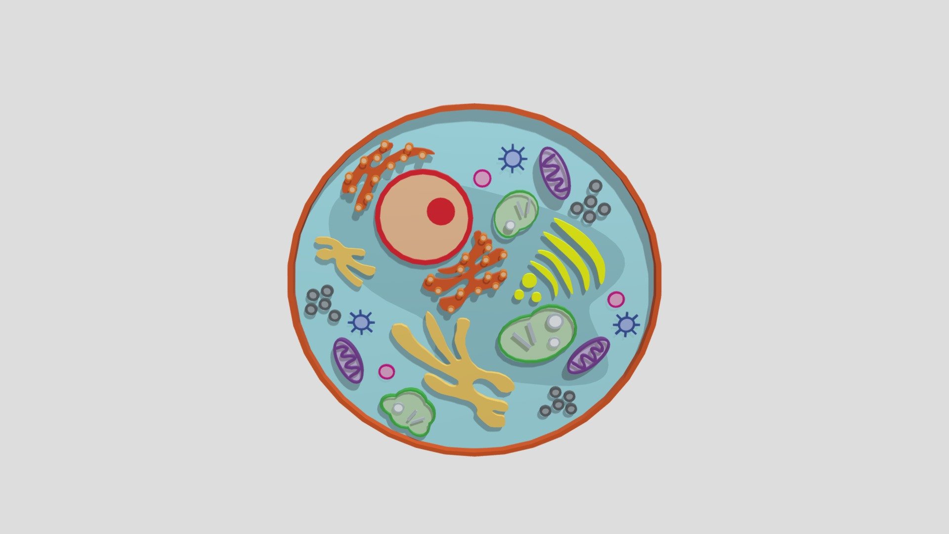 Animal Cell Download Free 3D model by wr382651 [b459361] Sketchfab