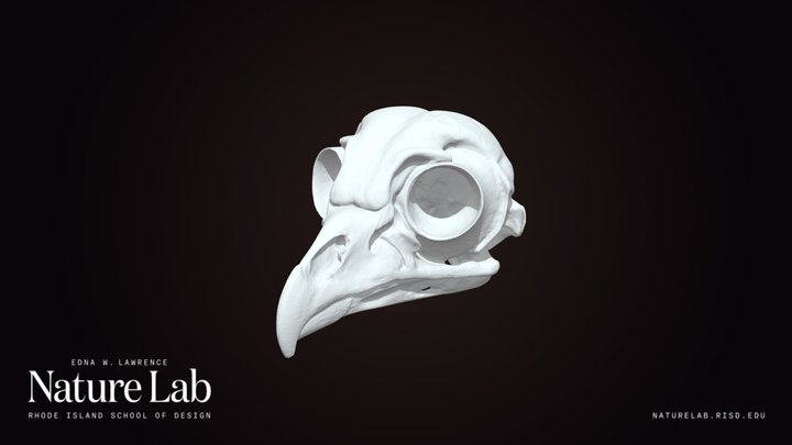 Barred Owl Skull 3D Model