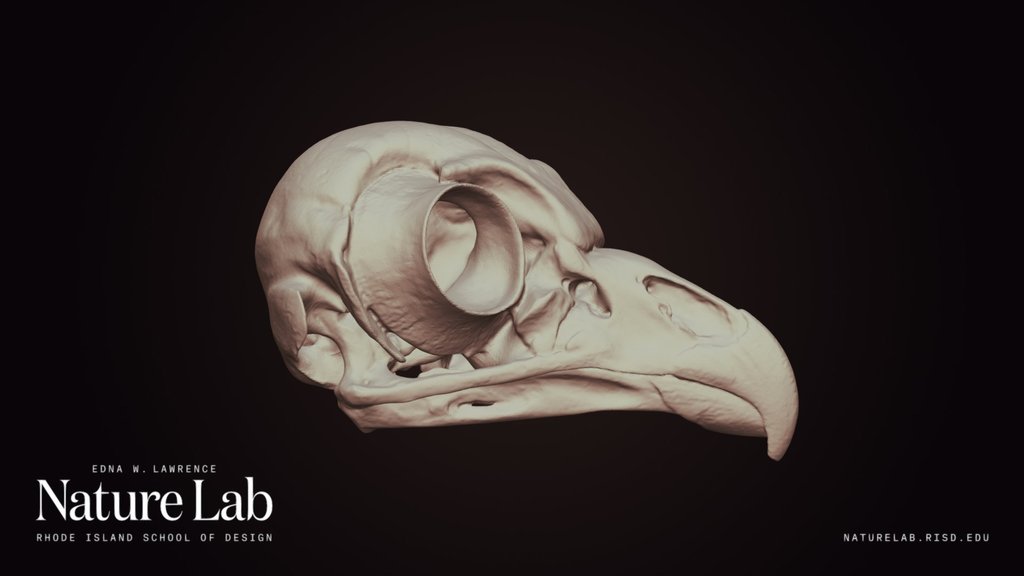 Barred Owl Skull