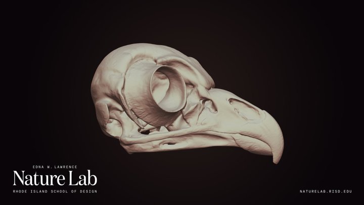 Barred Owl Skull 3D Model