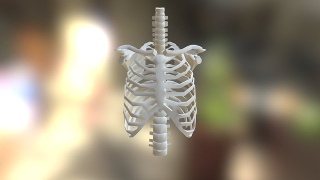 Thoracic Skeleton 3D Model