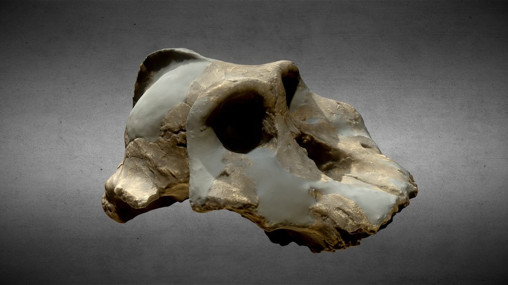 Paranthropus Aethiopicus