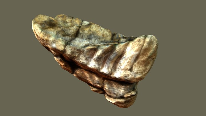 Fosil Elephas 3D Model