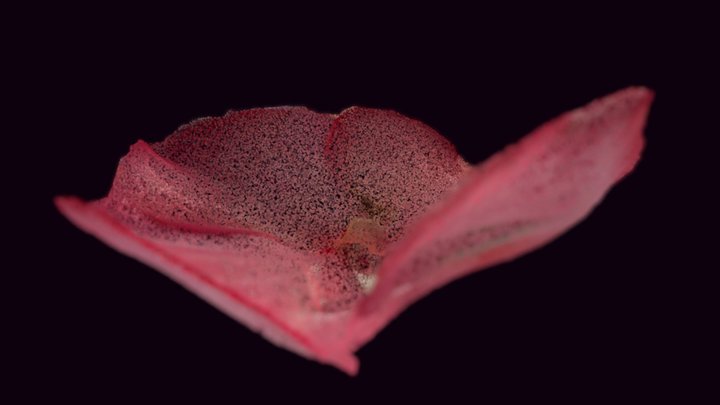 Summer 25 3D Model
