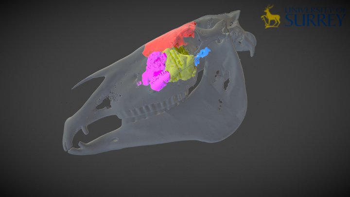 Horse paranasal sinuses 3D Model
