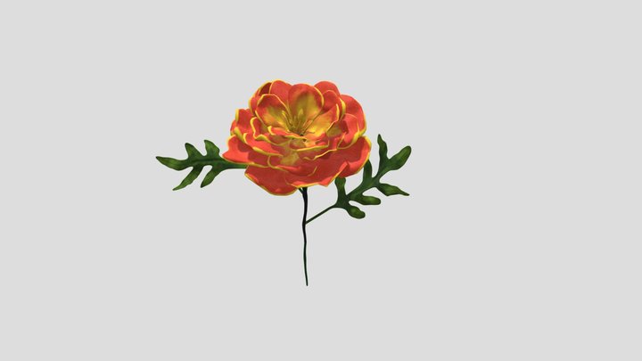 Marigold 3D Model