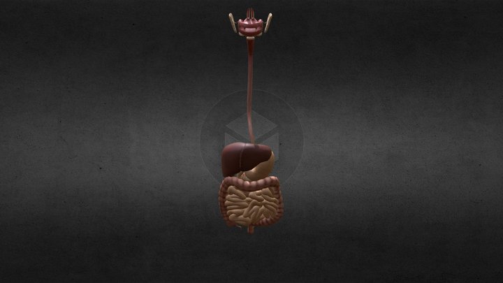 Sistema Digestivo 3D Model