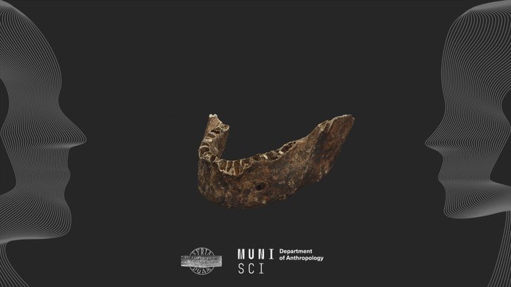 Archaeological human mandible #17 - Syria 3D Model