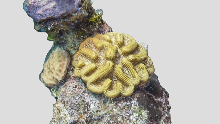 Photorealistic Brain Coral – Modello 3D gratuito STL