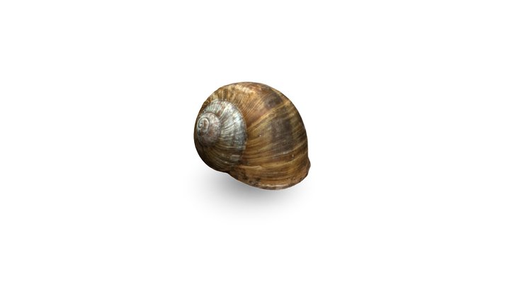 snail housing photogrammetric scan 3D Model
