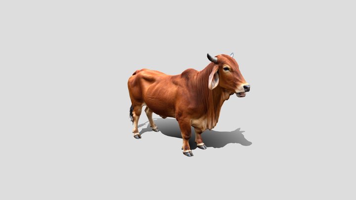 Low poly Realistic cow 3d modle free