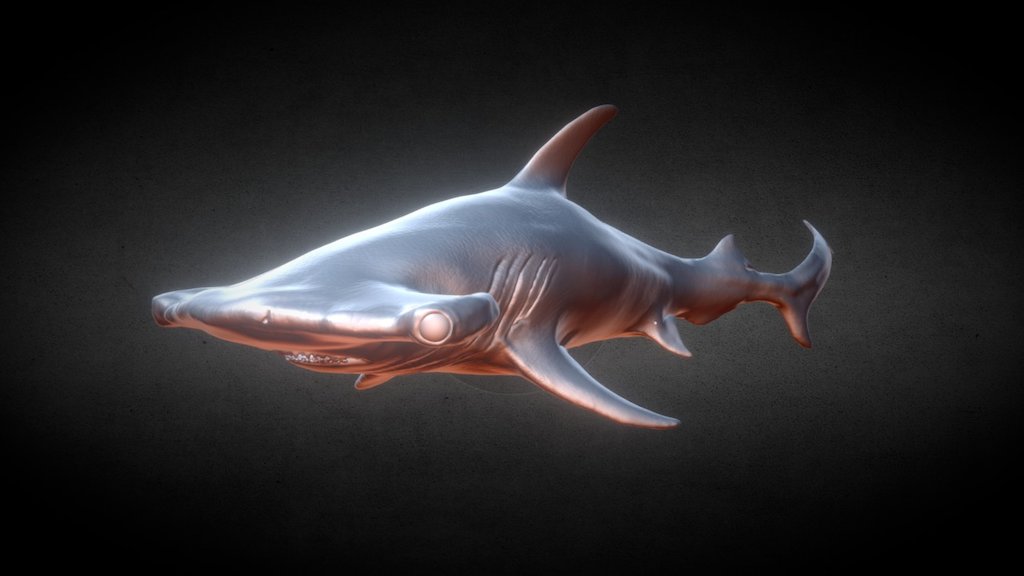 Hammerhead Shark