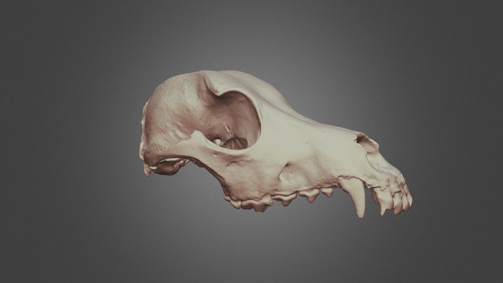 Vet School Canine Skull 3D Model