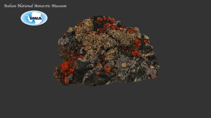 Antarctic lichens (I) 3D Model