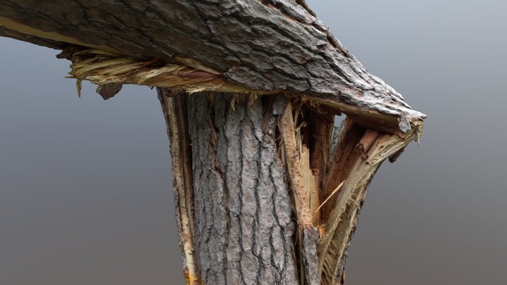 Broken tree 3D Model