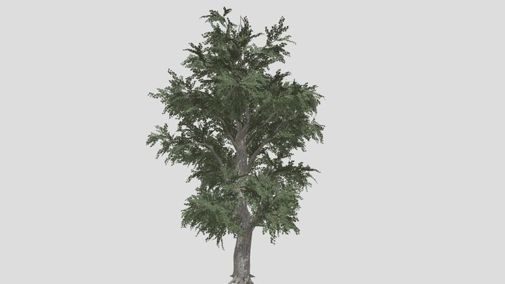 Poplar tree