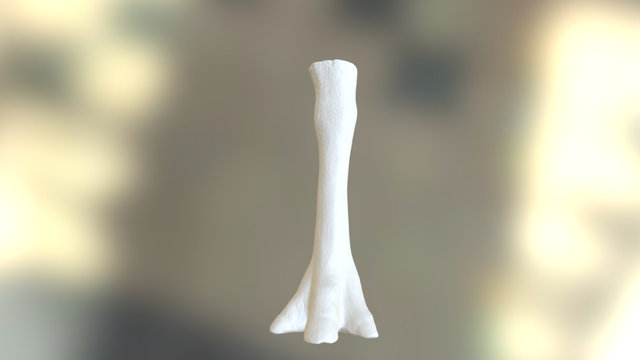 Mesohippus Right Forefoot Flesh 3D Model