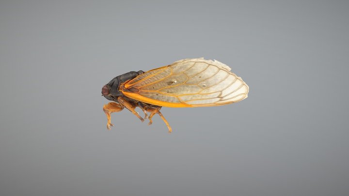 Magicicada cassini male 3D Model
