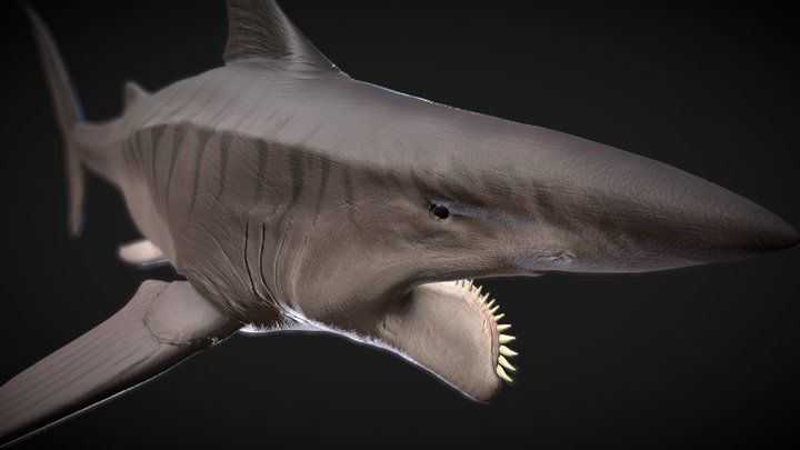 Helicoprion 3D Model