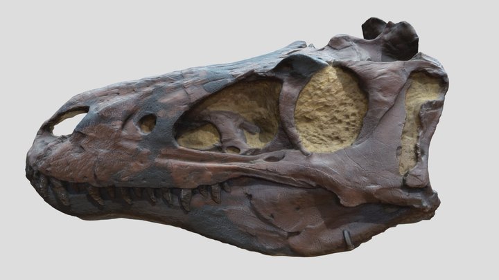 Bebetrex 3D Model