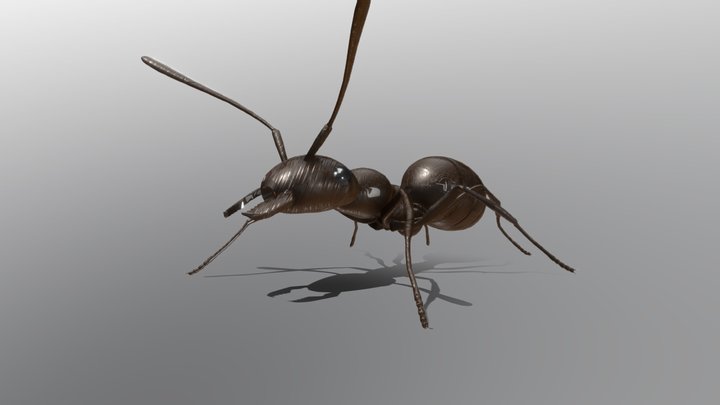 Game-Ready Worker ant Model 3D Model