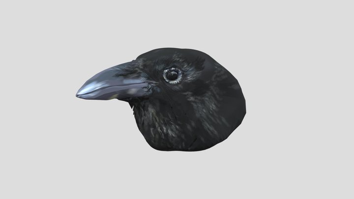 tête de grand corbeau 3D Model