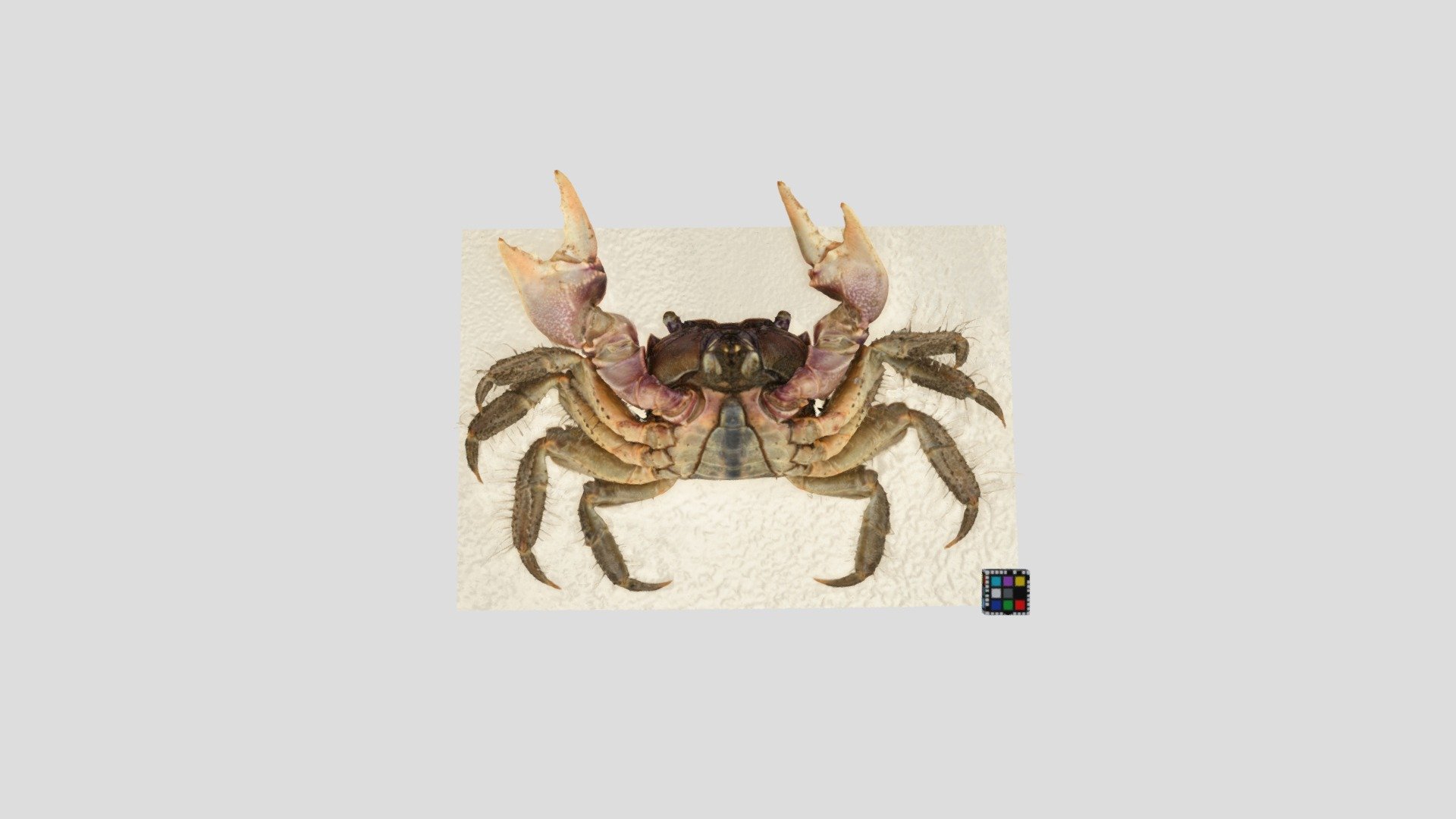 クロベンケイガニ オス Chiromantes dehaani