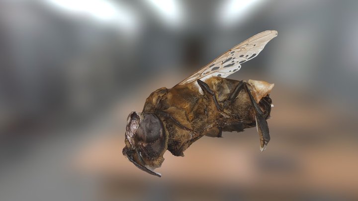 Dead Bee 3D Model