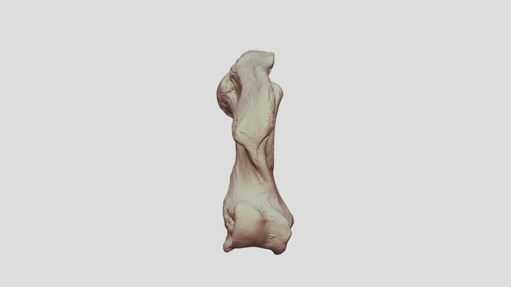 キタオットセイ右上腕骨 / Northern fur seal （Humerus R） 3D Model