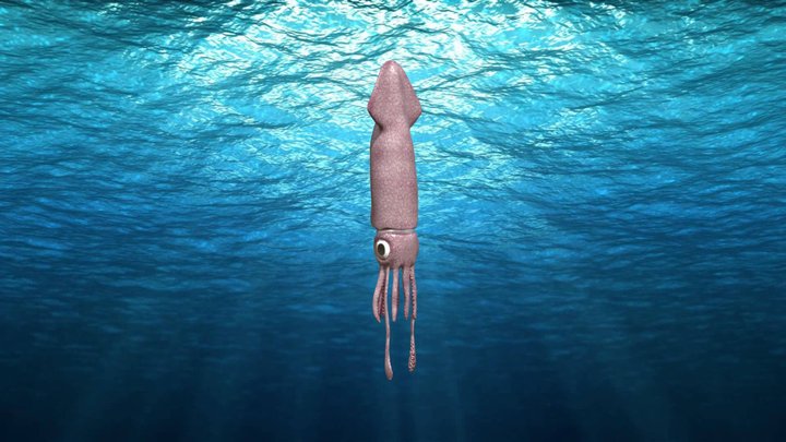 Squid 3D Model