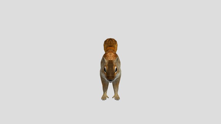 Realistic_squirrel_3d_model 3D Model