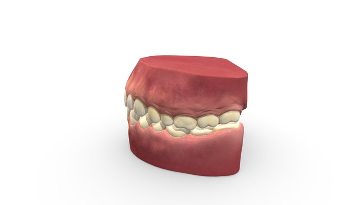 Simulation dentaire 3D Model