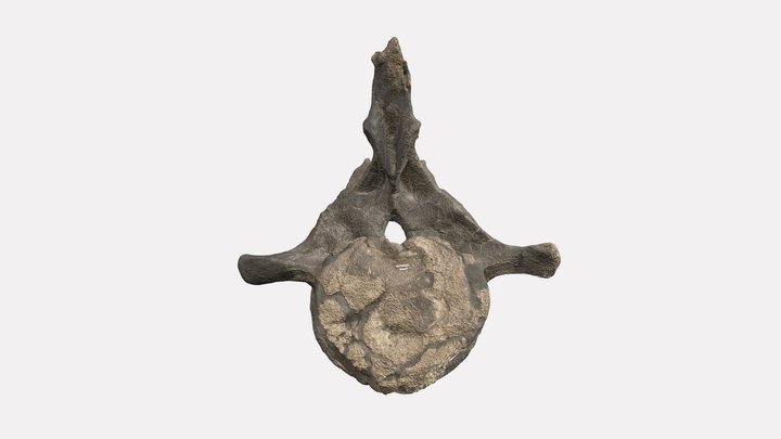 DMNH EPV 95000, Sauropod vertebra 3D Model