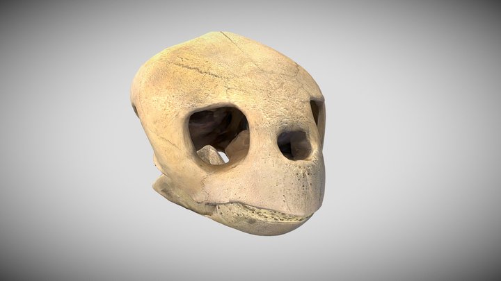 Loggerhead Turtle Skull 3D Model