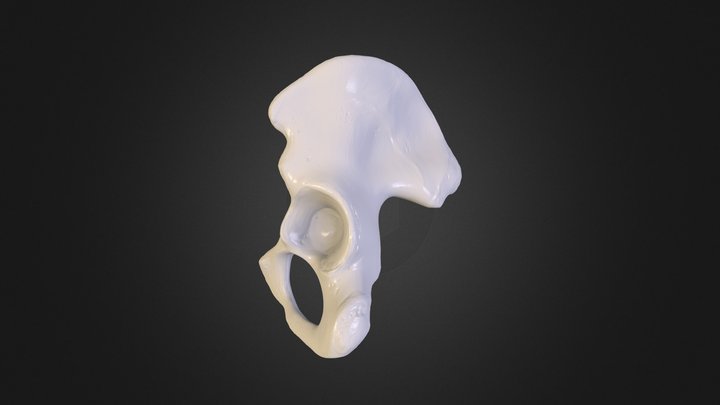 Pelvic bone 3D Model