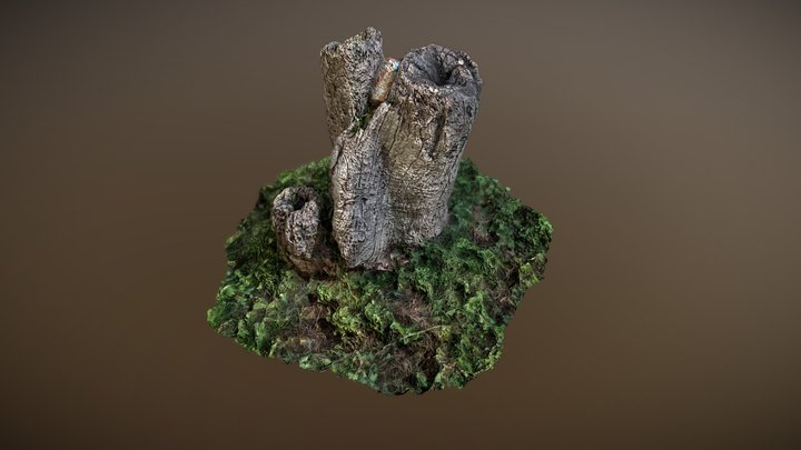 Cut Tree 3D Model