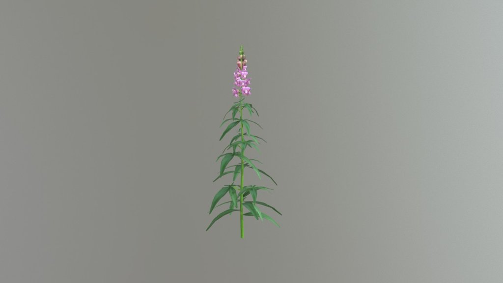 Snapdragon