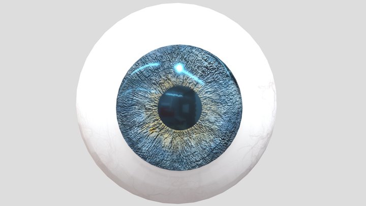 Eyeball with Muscles 3D Model