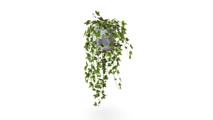 ivy 3D Model
