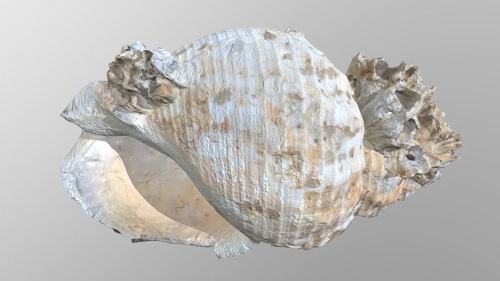 Seashell with barnacles 3D Model