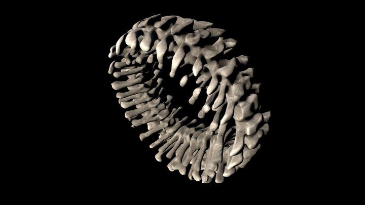 Unity Circle of Bones 3D Model