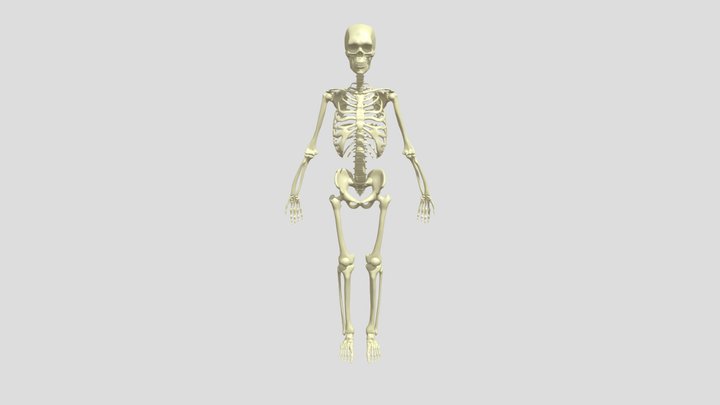 Human Skeleton 3D Model