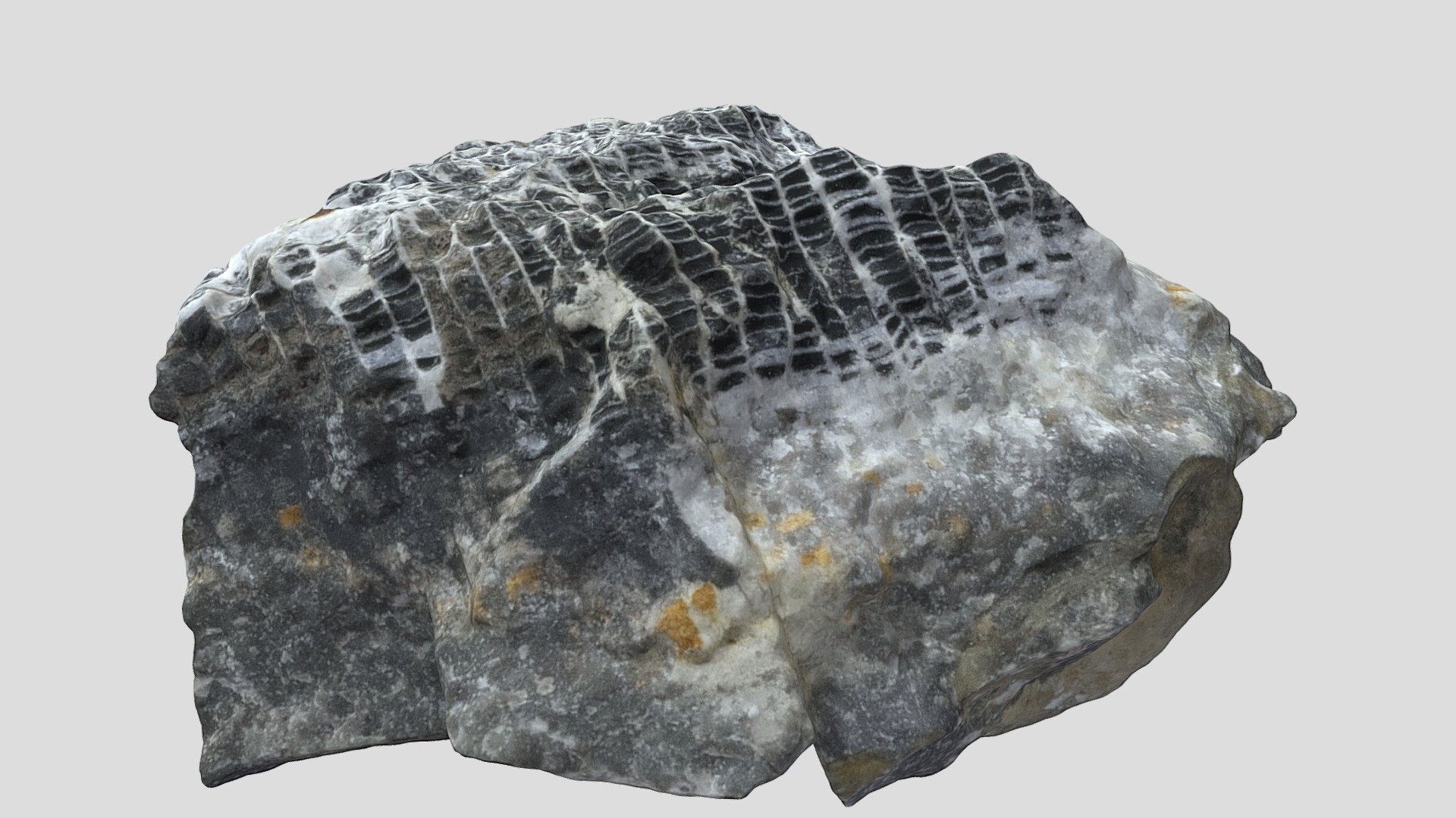 Unknown Fossil